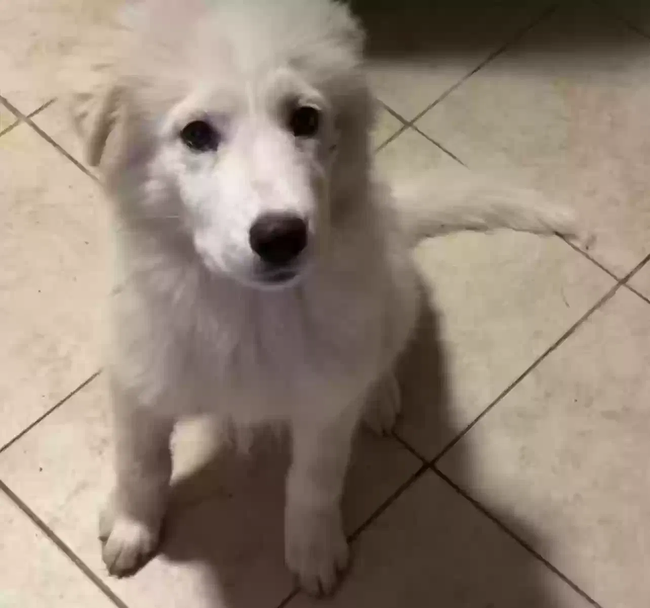 Lost dog in Fort Worth, TX, 76108