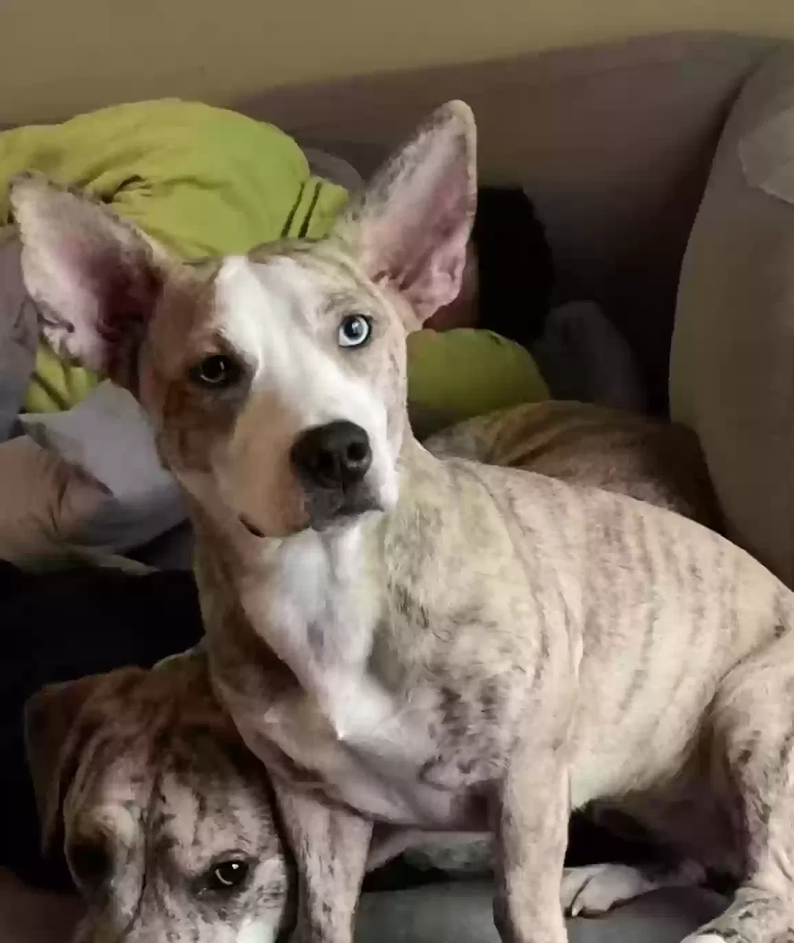 Lost dog in Murfreesboro, TN, 37128