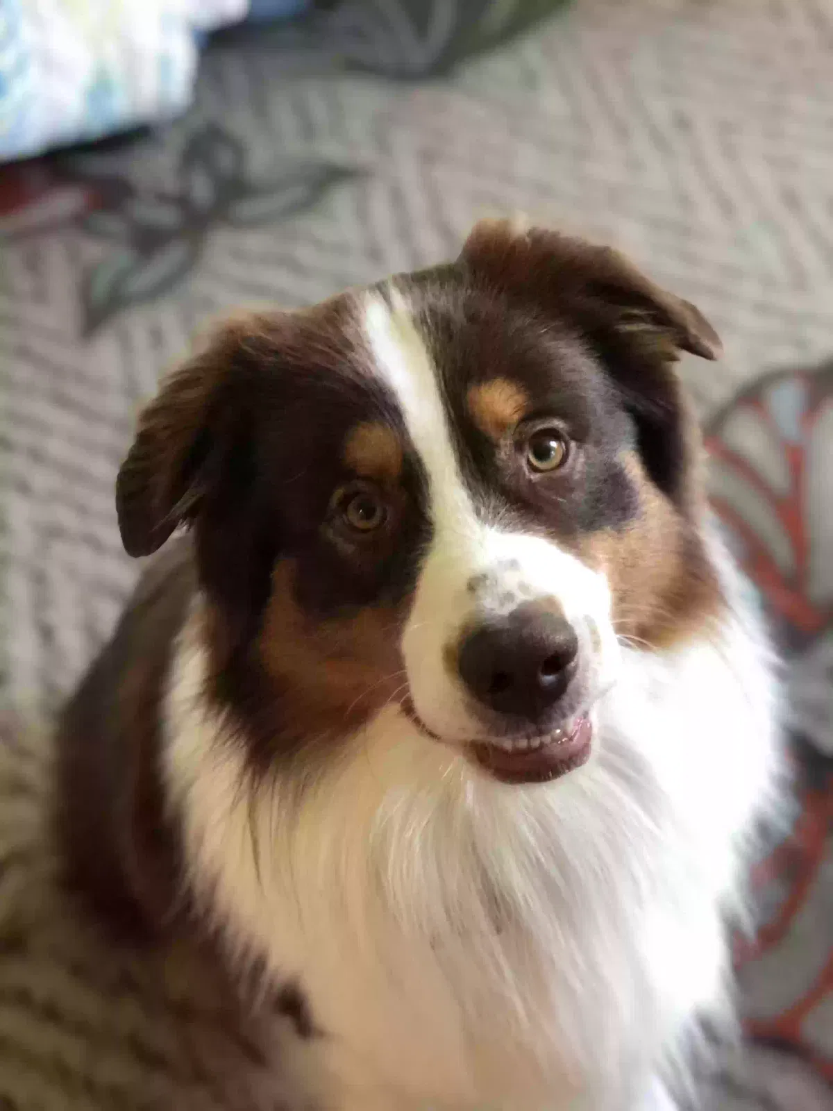 Lost dog in Knoxville, TN, 37918