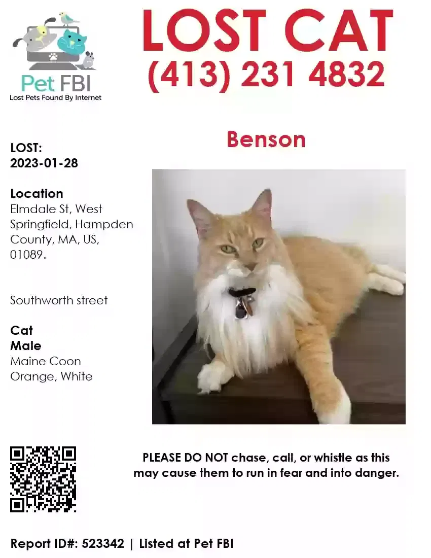 Lost cat in West Springfield, MA, 1089