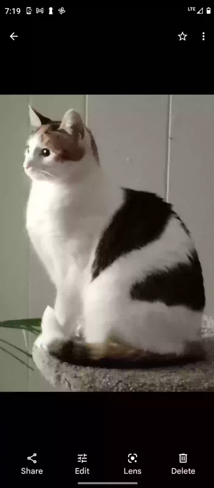 Lost cat in Canton, MI, 48187