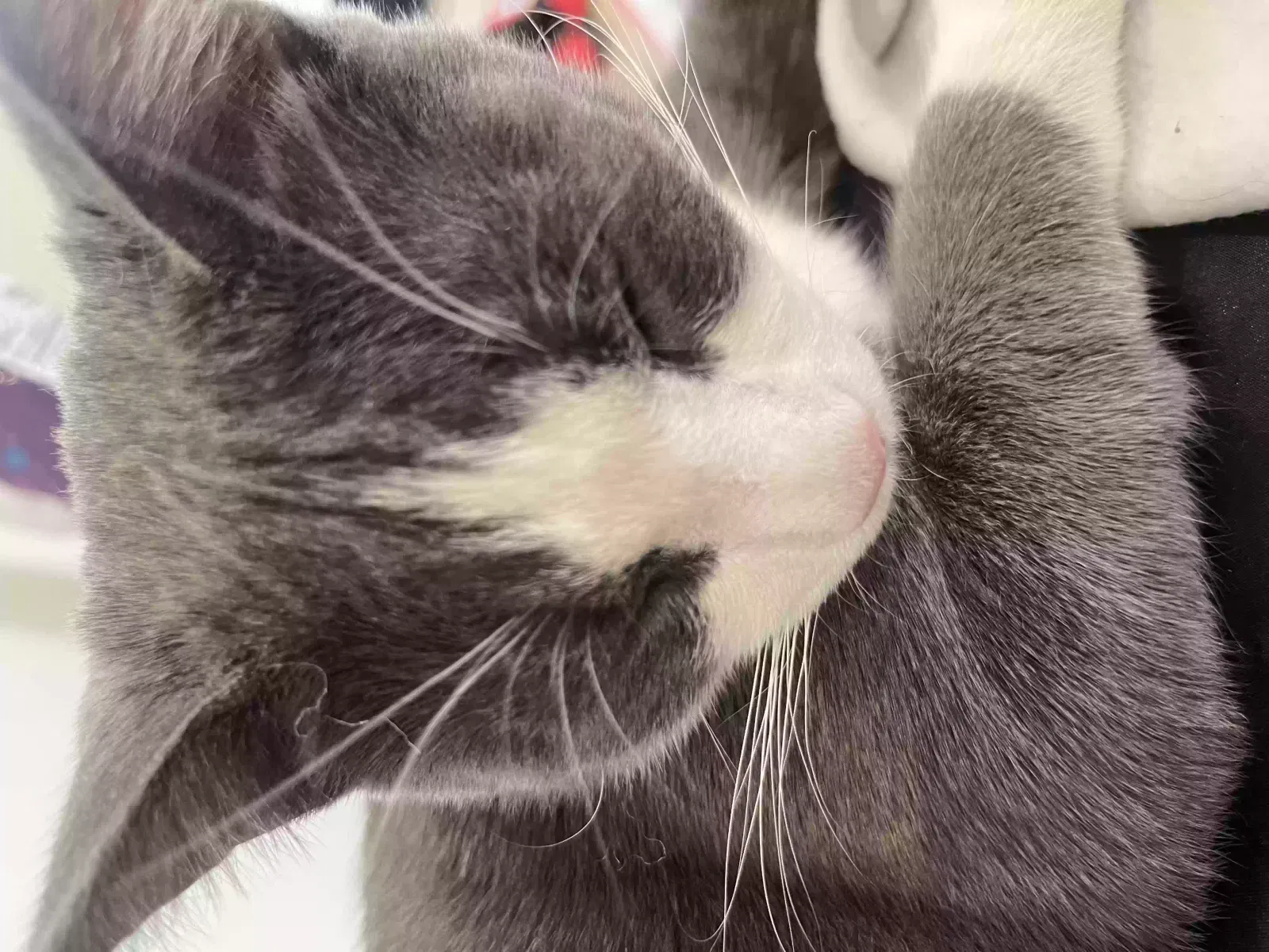 Lost cat in Santa Monica, CA, 90405