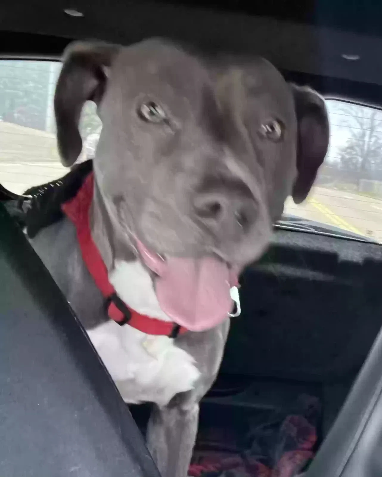 Found dog in Southaven, MS, 38671