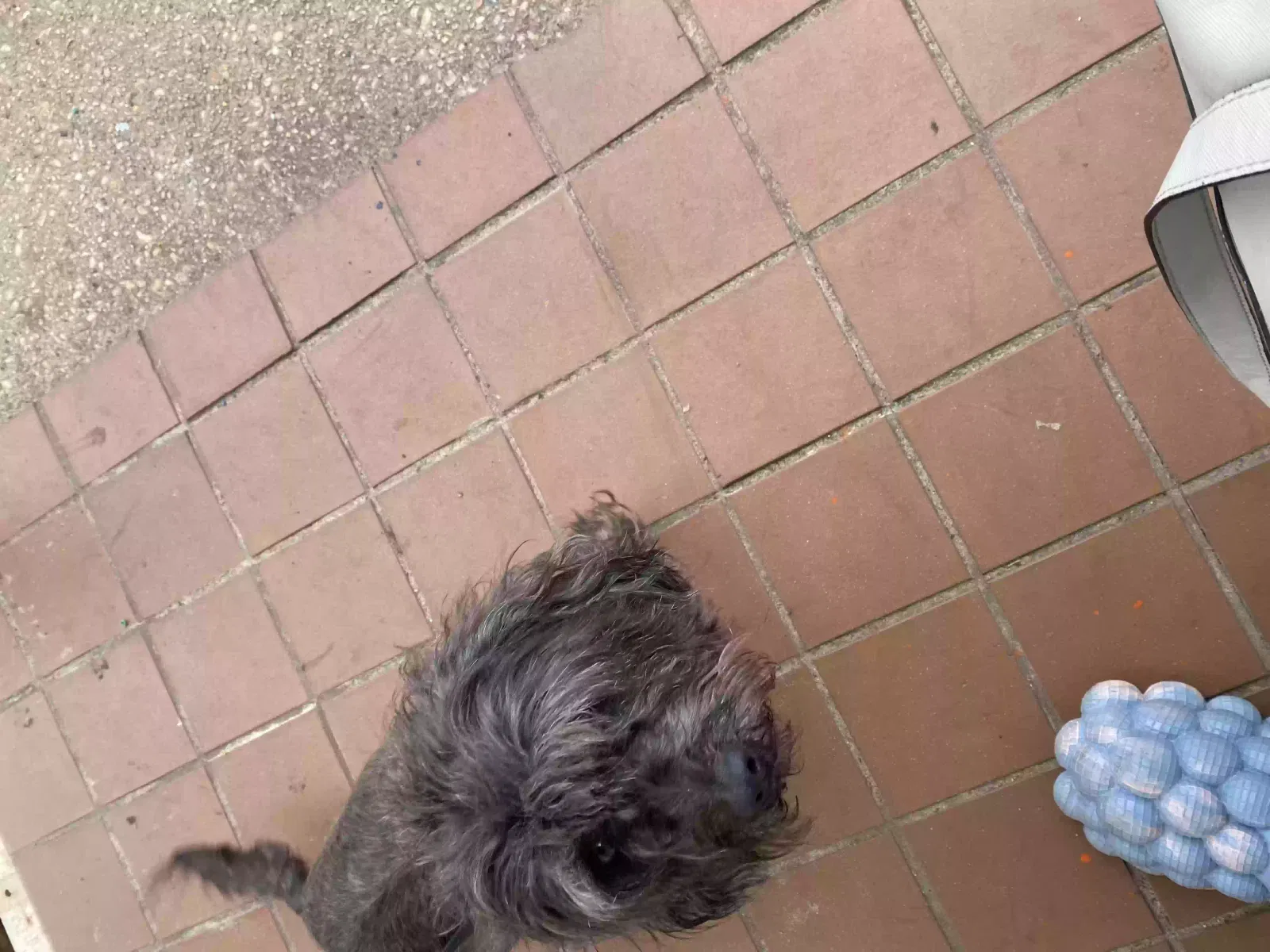 Lost dog in Pensacola, FL, 32505