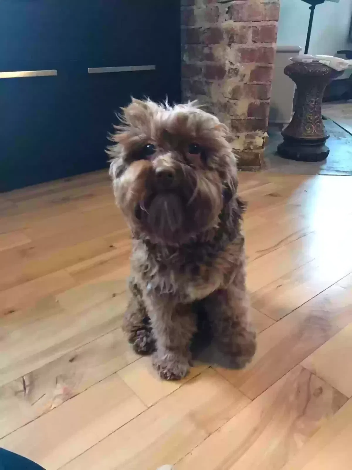 Lost dog in Kansas City, MO, 64109