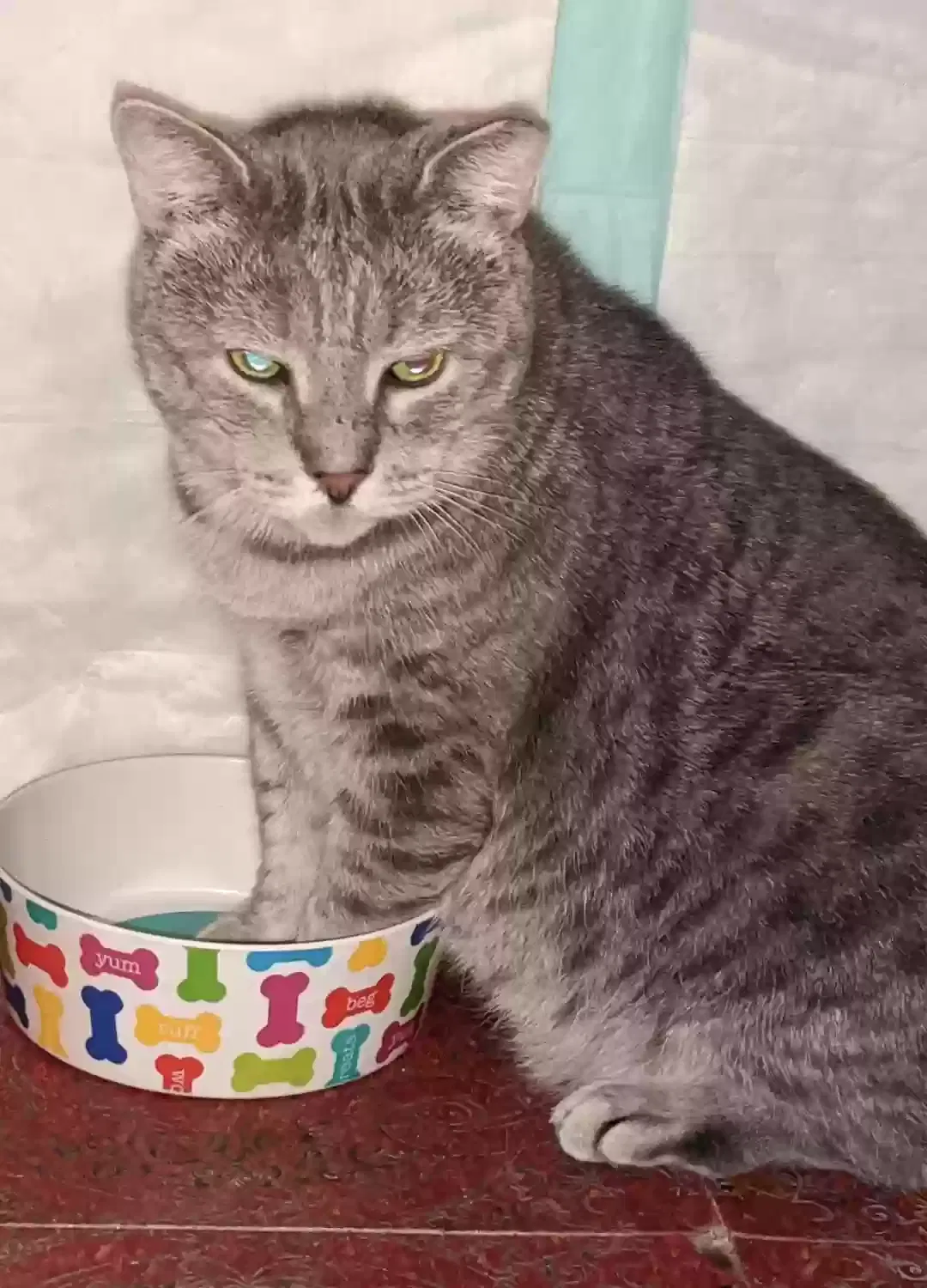 Lost cat in West Deptford, NJ, 8096