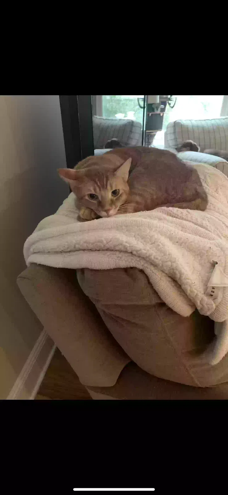 Lost cat in New Canaan, CT, 6840