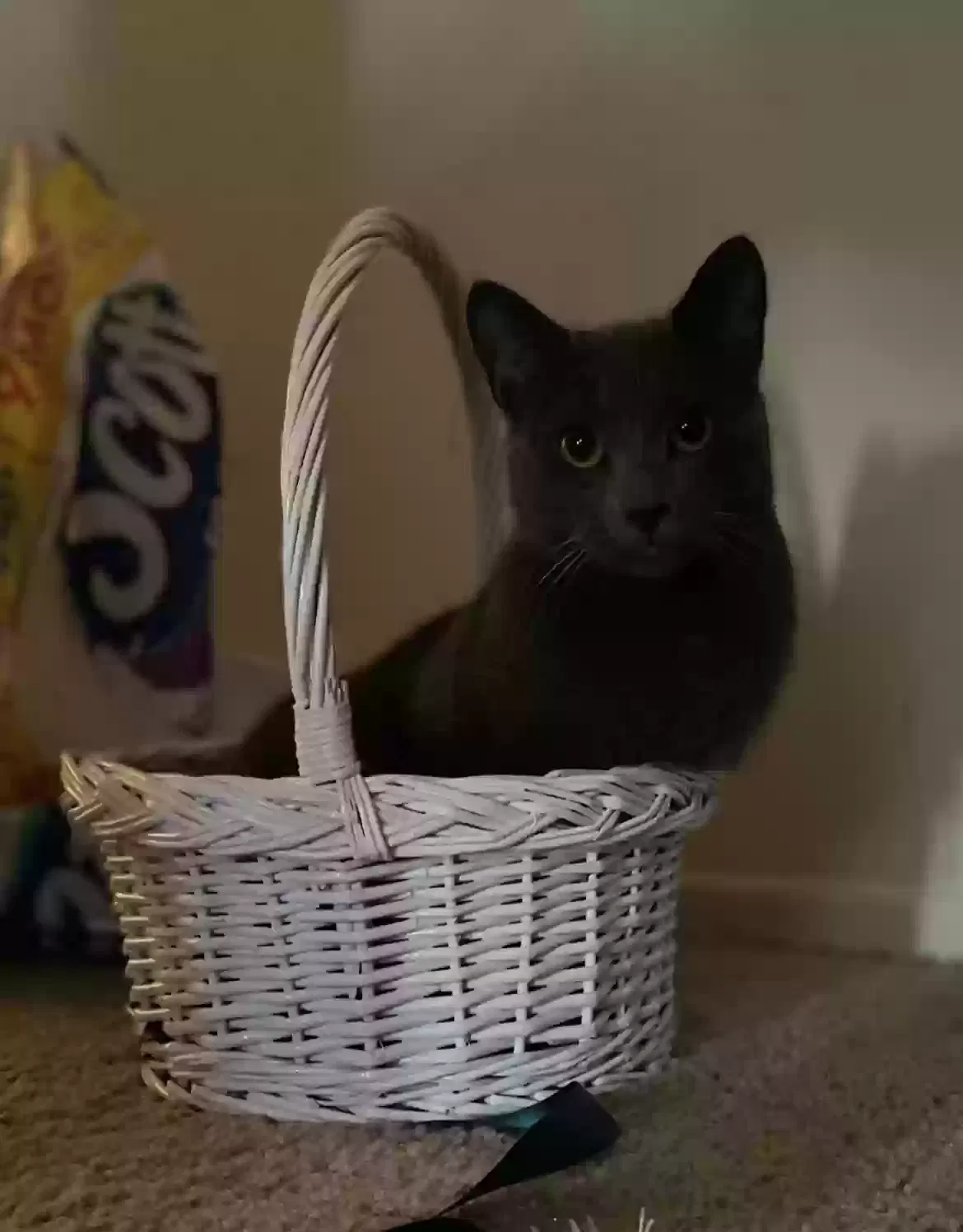 Lost cat in Unknown, NY, 11471