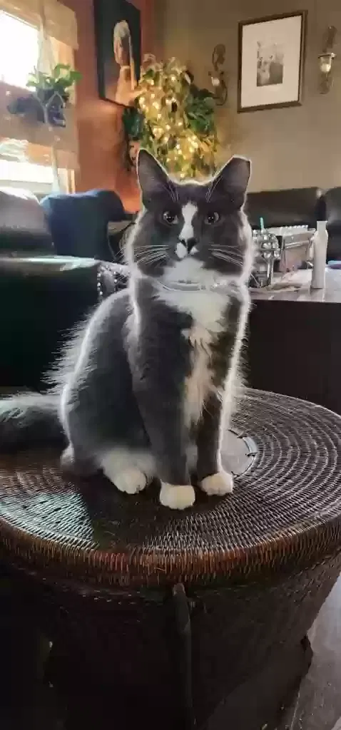Lost cat in Blandon, PA, 19510
