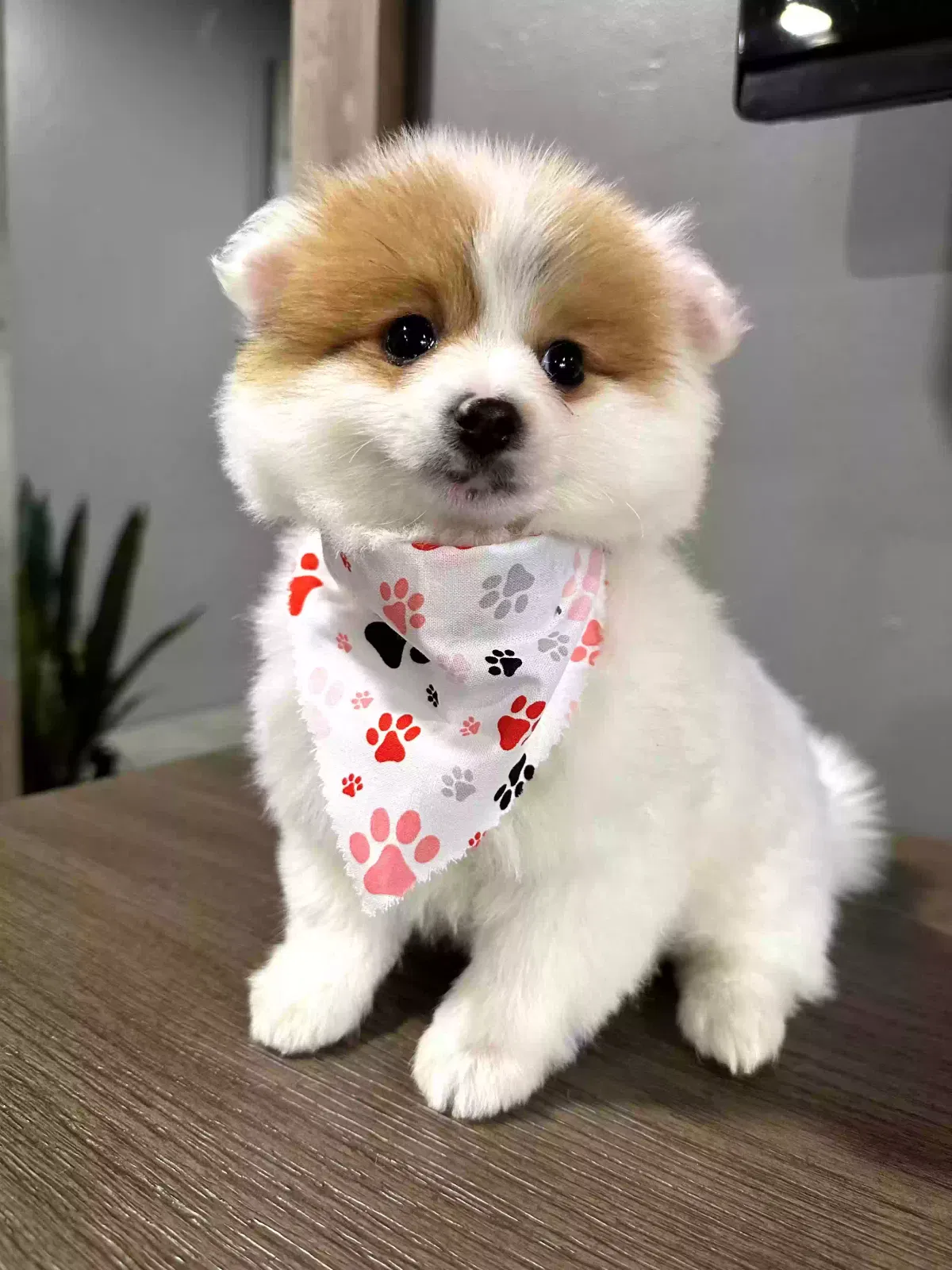 Lost dog in Bakersfield, CA, 93304