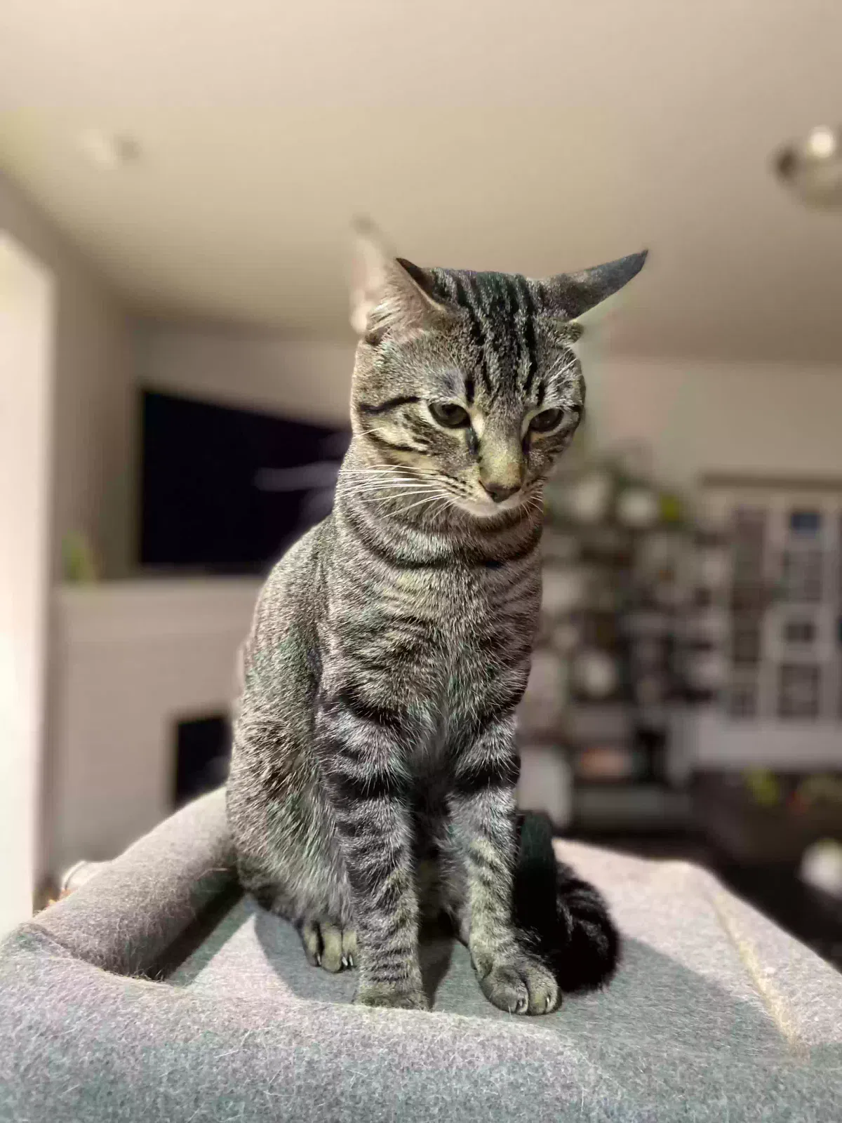 Lost cat in Camas, WA, 98607