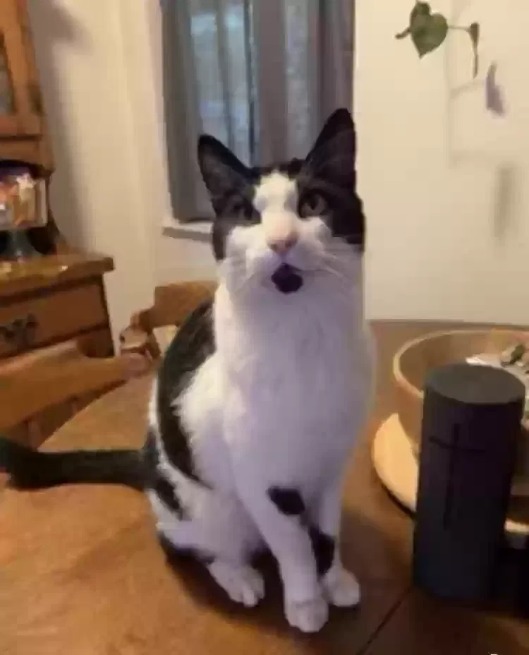 Lost cat in Woodland, CA, 95695