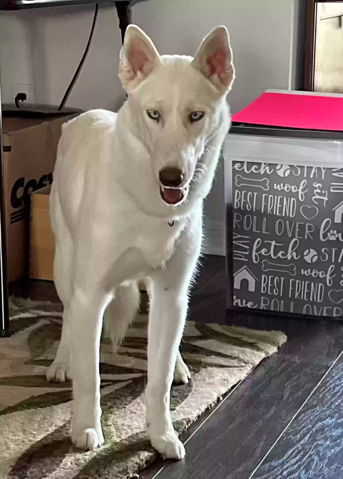 Lost dog in Orlando, FL, 32836