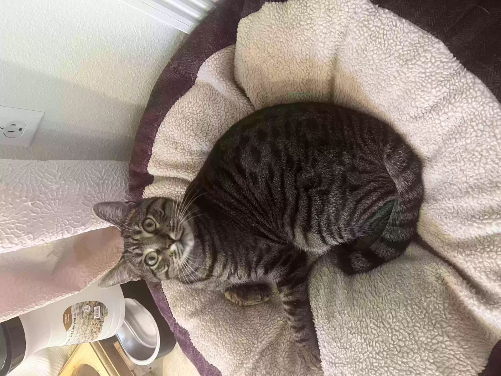 Lost cat in Phoenix, AZ, 85018