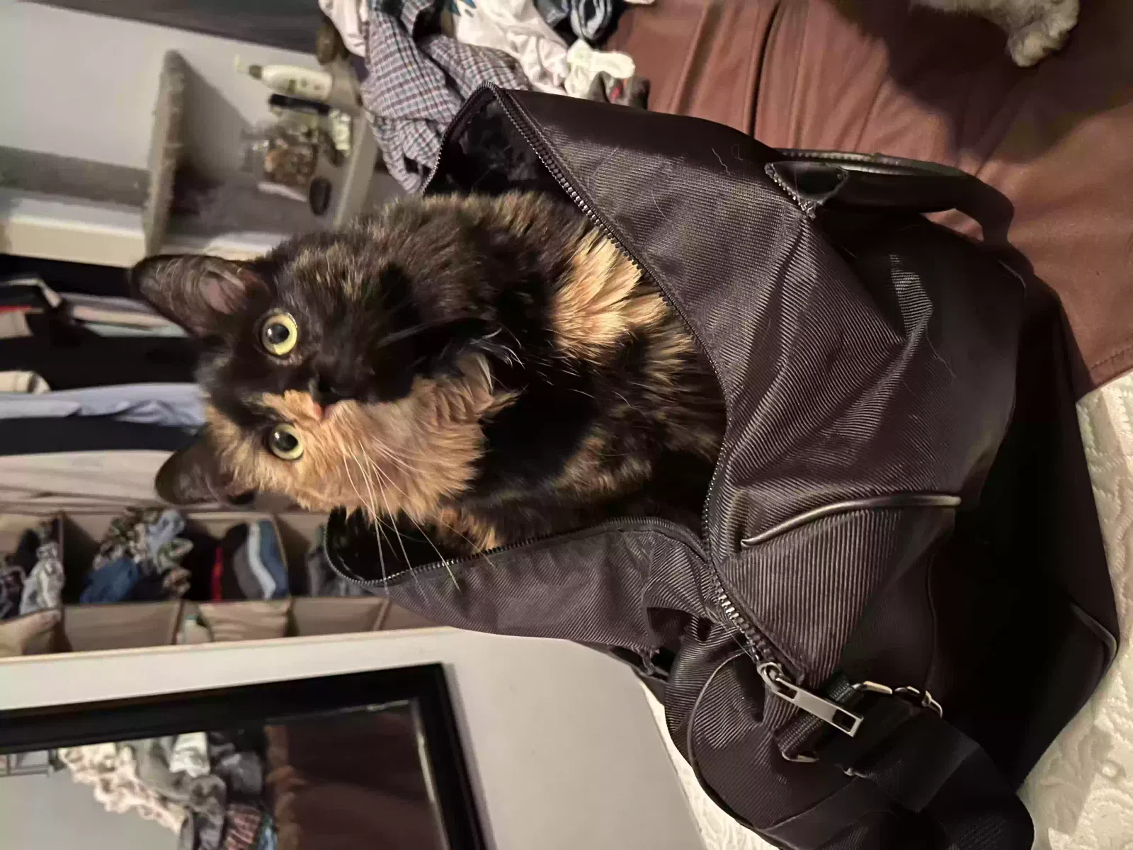 Lost cat in Whitewater, CA, 92282