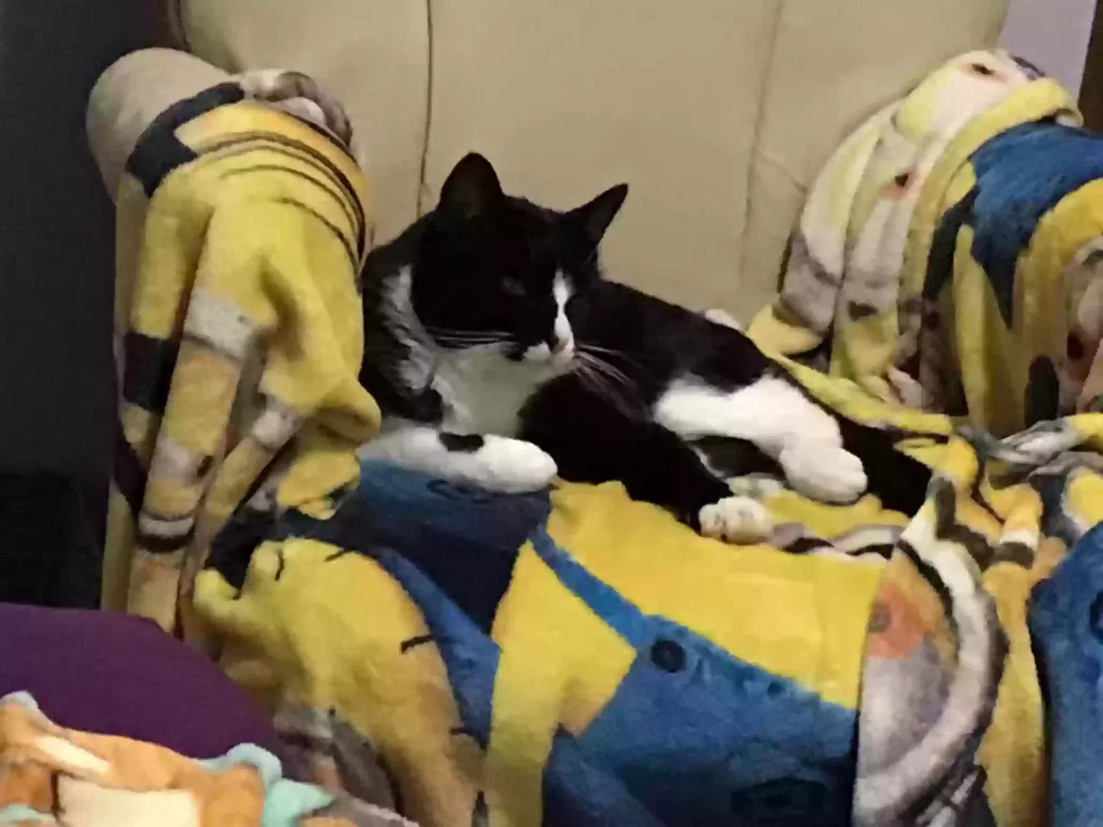 Missing Cat