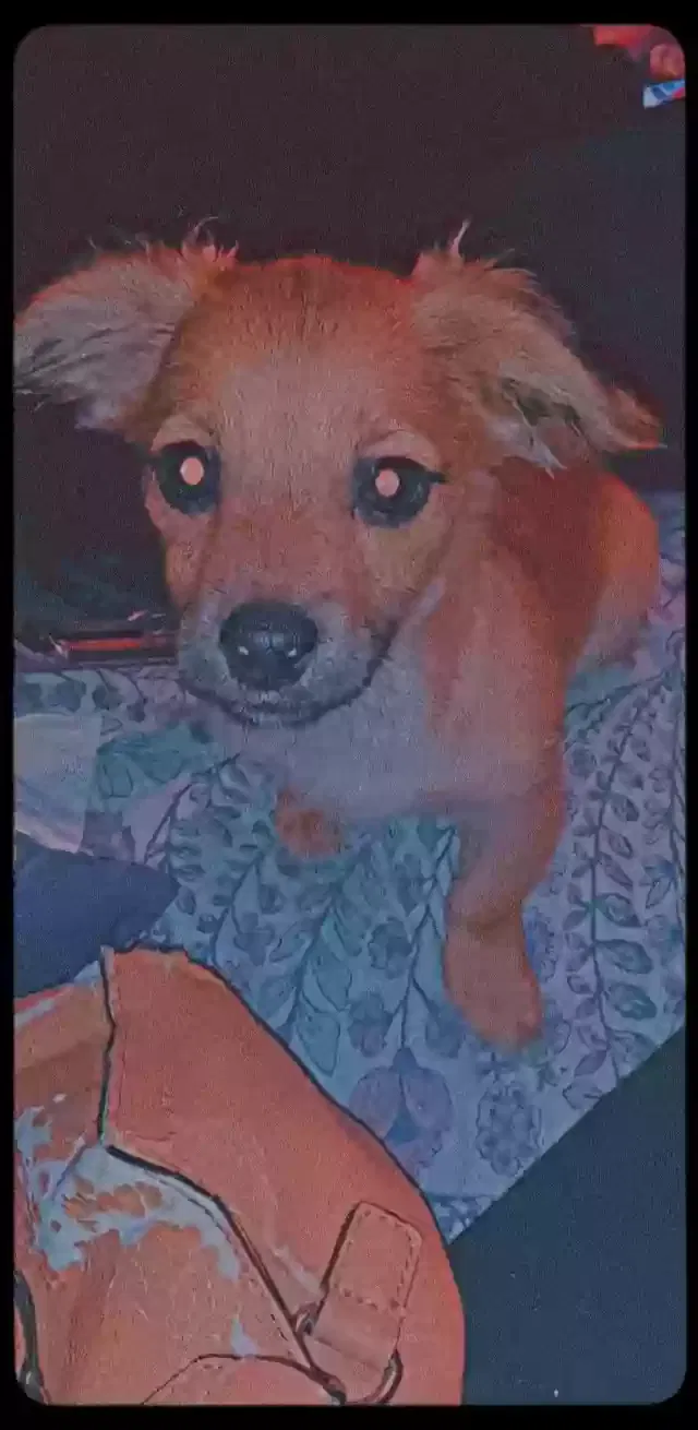 Lost dog in Steens, MS, 39766