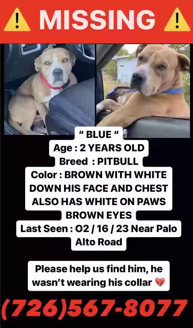 Lost dog in San Antonio, TX, 78211