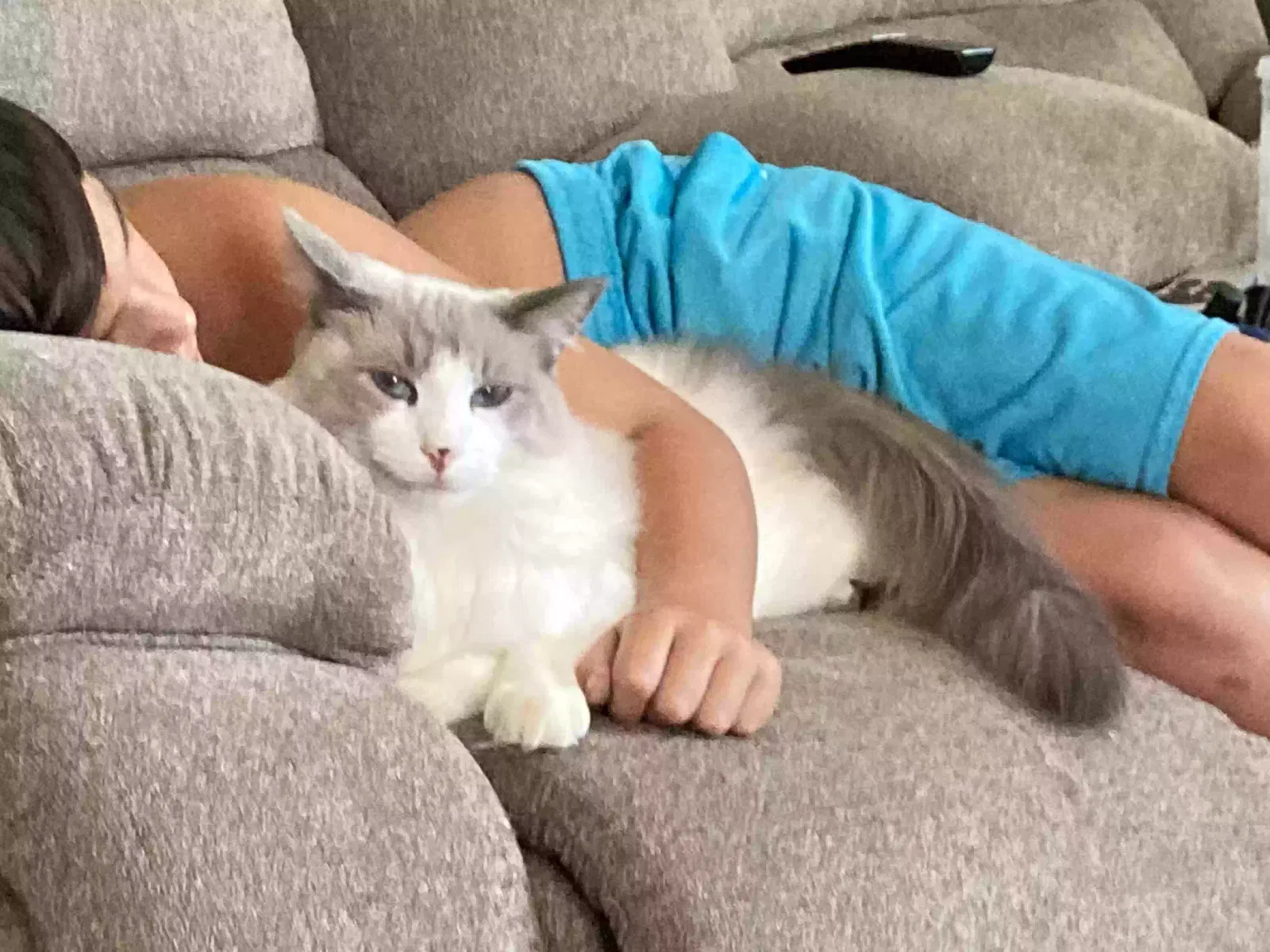 Lost cat in Rosamond, CA, 93560