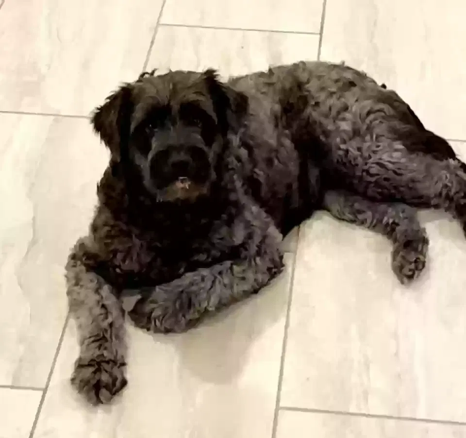 Lost dog in Odessa, TX, 79766