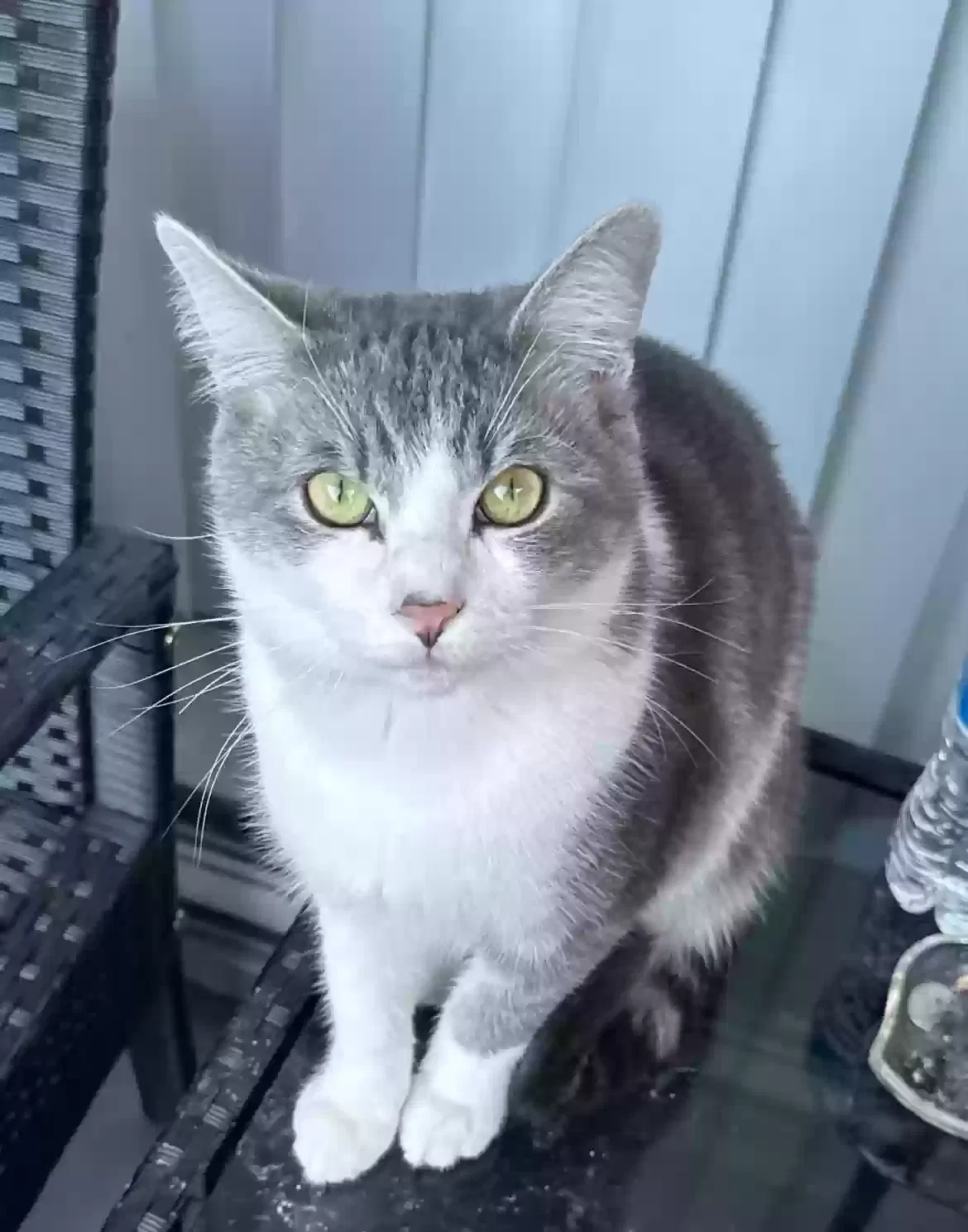 Lost cat in Greenbelt, MD, 20770