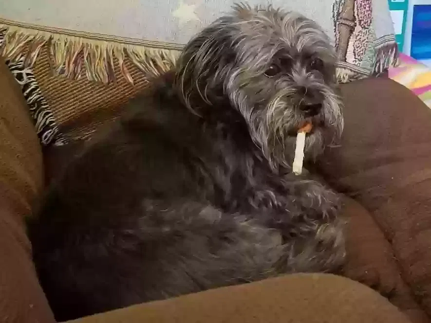 Lost dog in Riverbank, CA, 95367