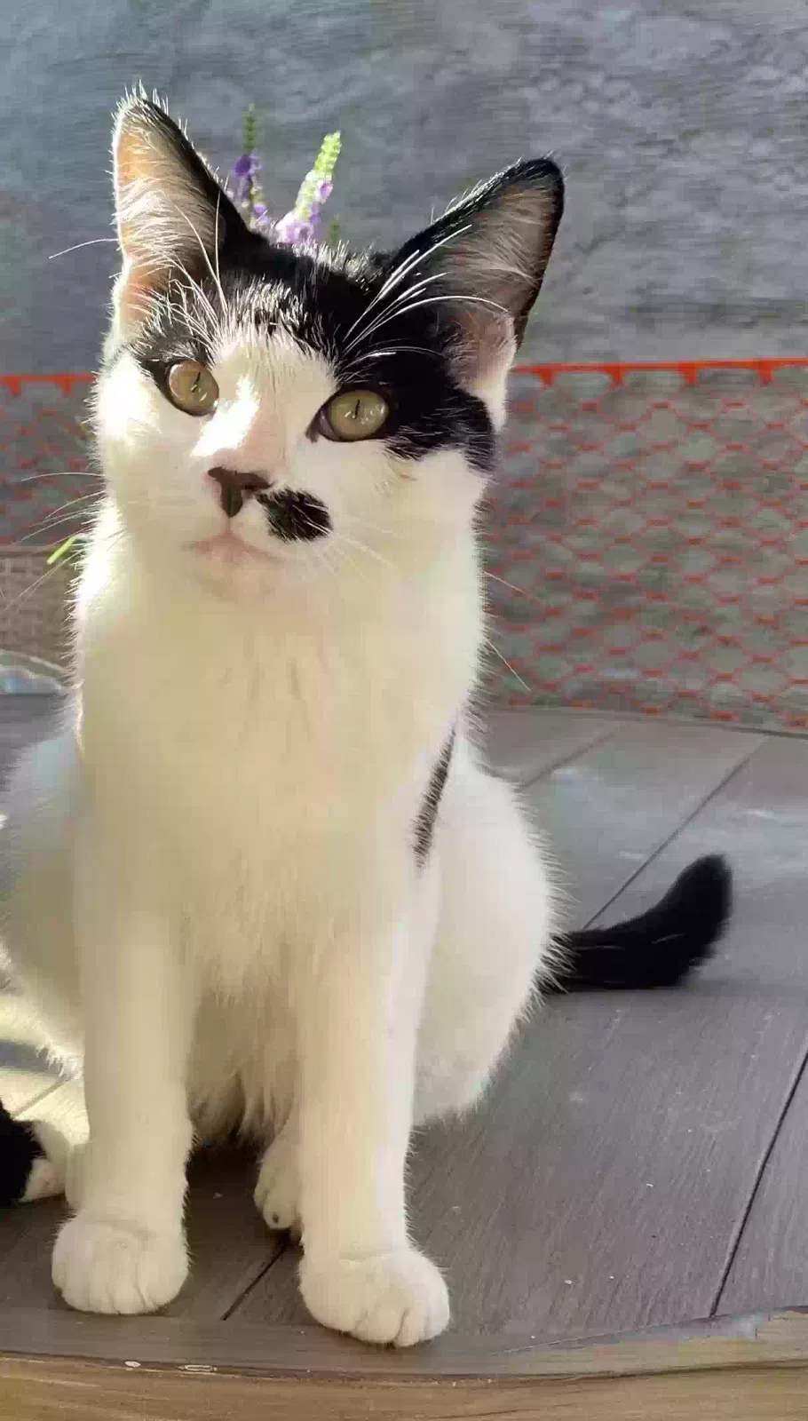 Lost cat in Concord, CA, 94521