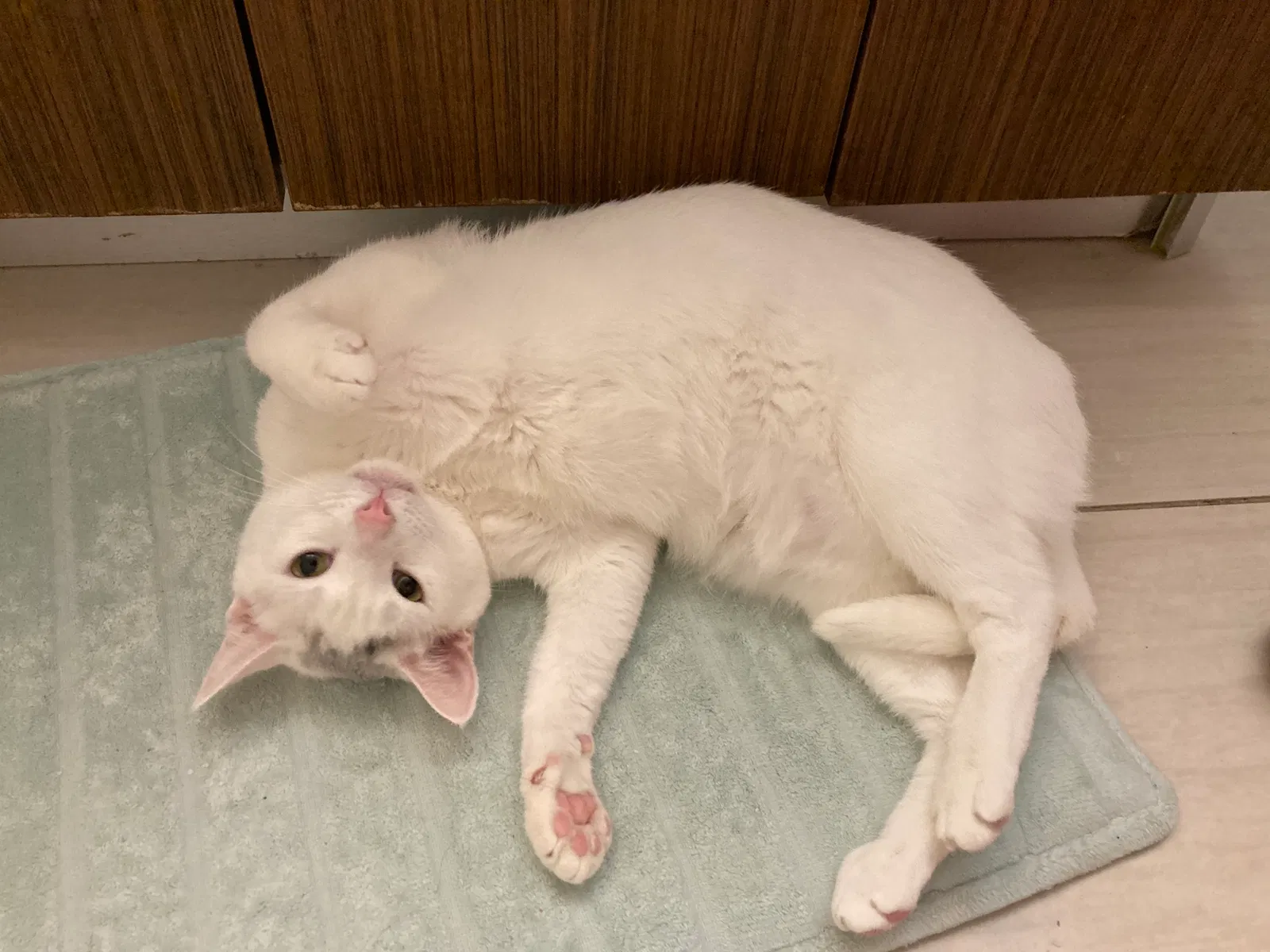Found cat in Fort Lauderdale, FL, 33321