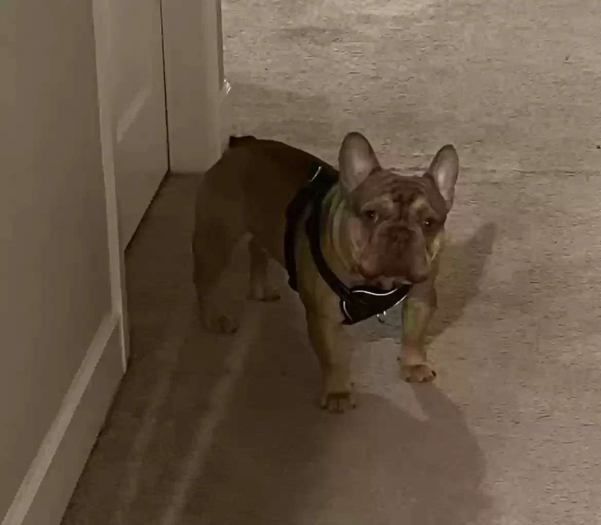 Lost dog in Houston, TX, 77091