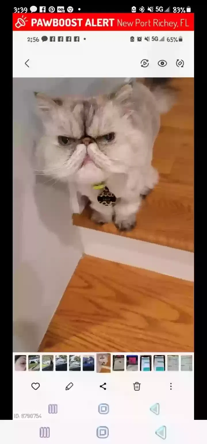Lost cat in New Port Richey, FL, 34652