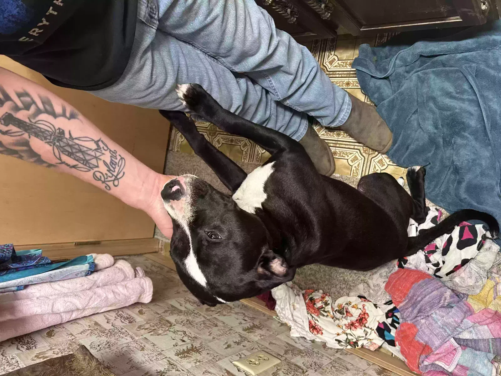 Found dog in Huntsville, MO, 65259