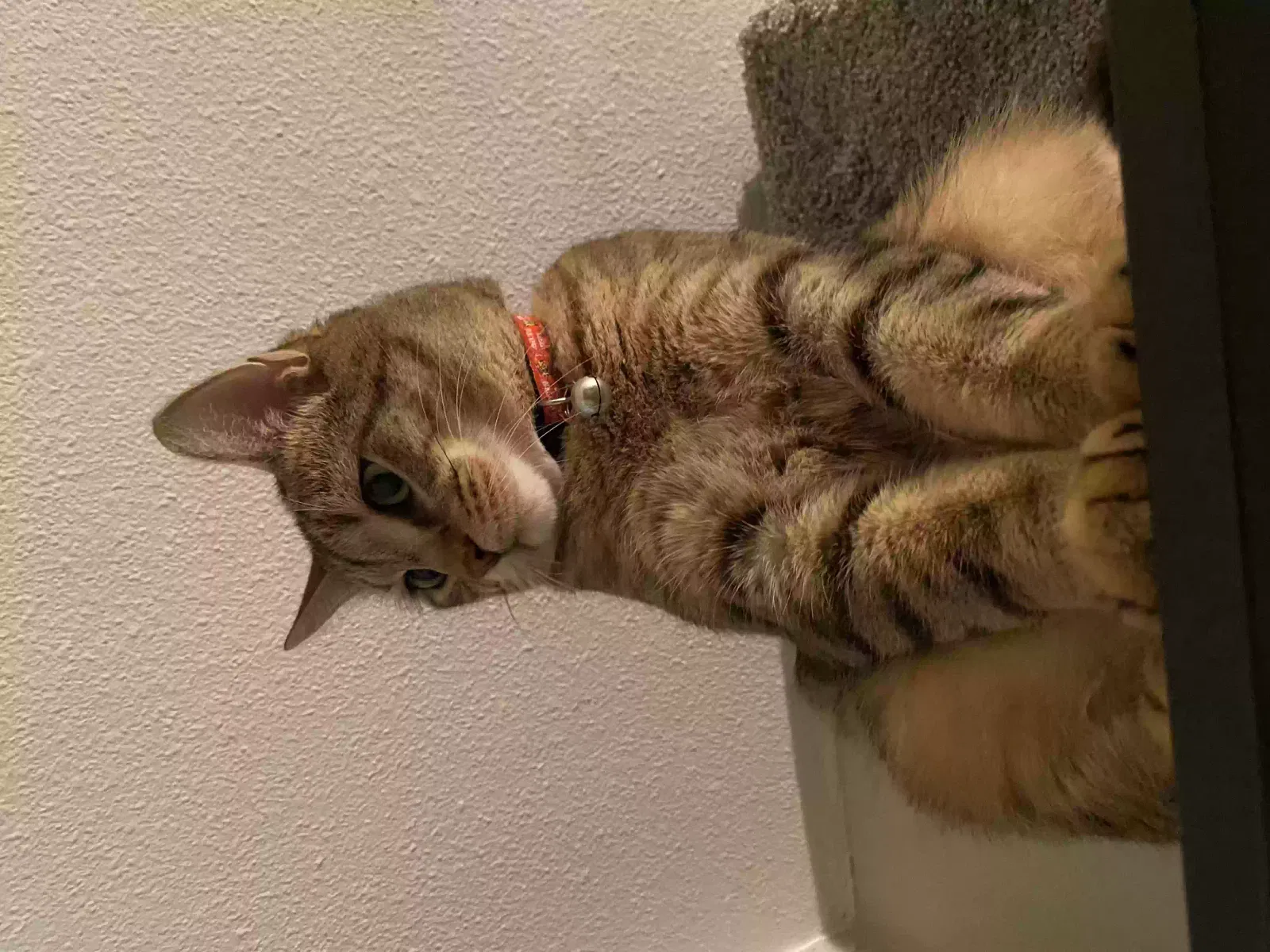 Lost cat in Chino, CA, 91710