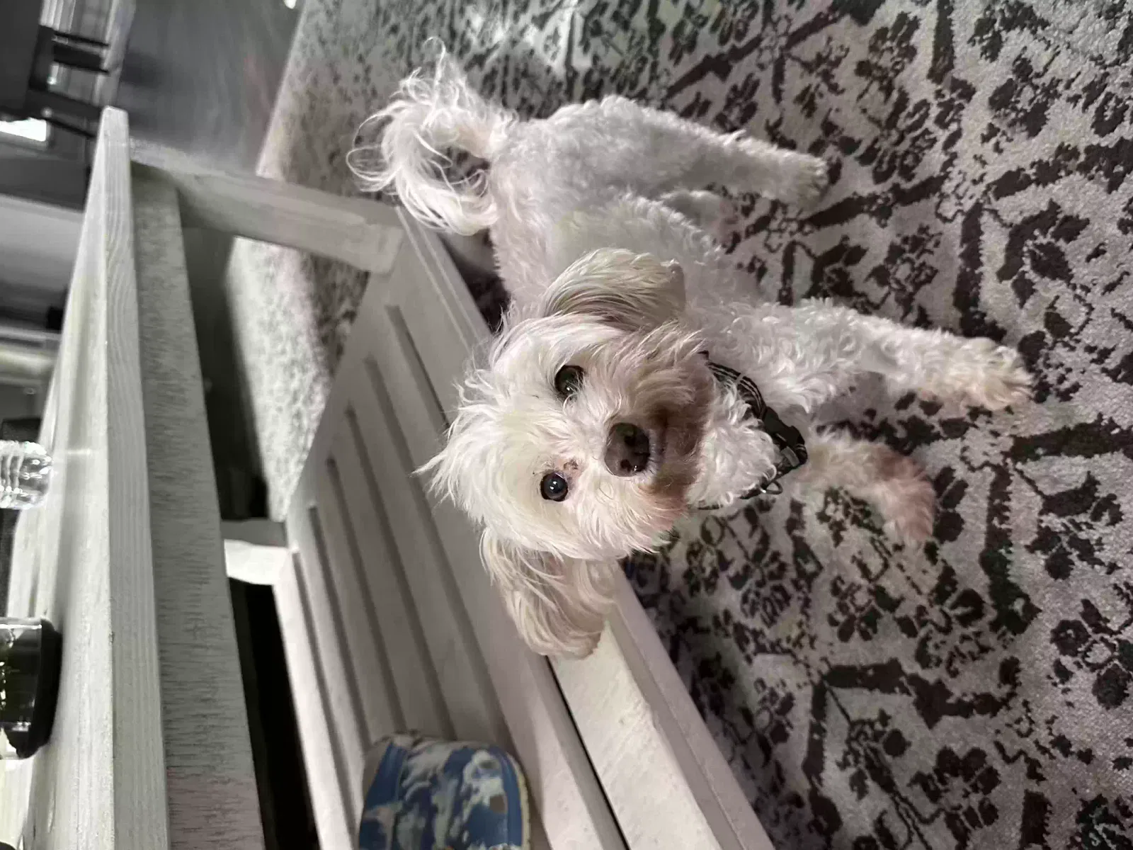 Lost dog in Flowery Branch, GA, 30542