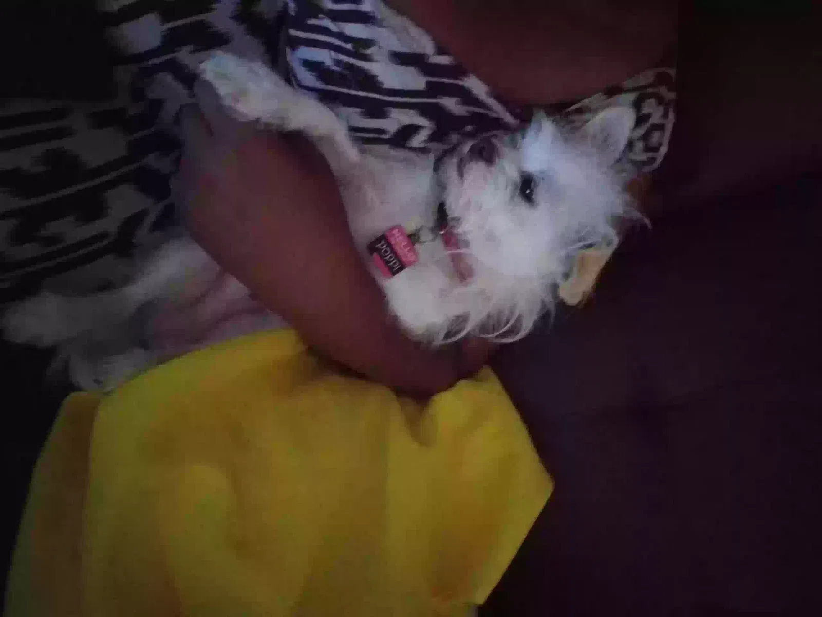 Lost dog in Sacramento, CA, 95823