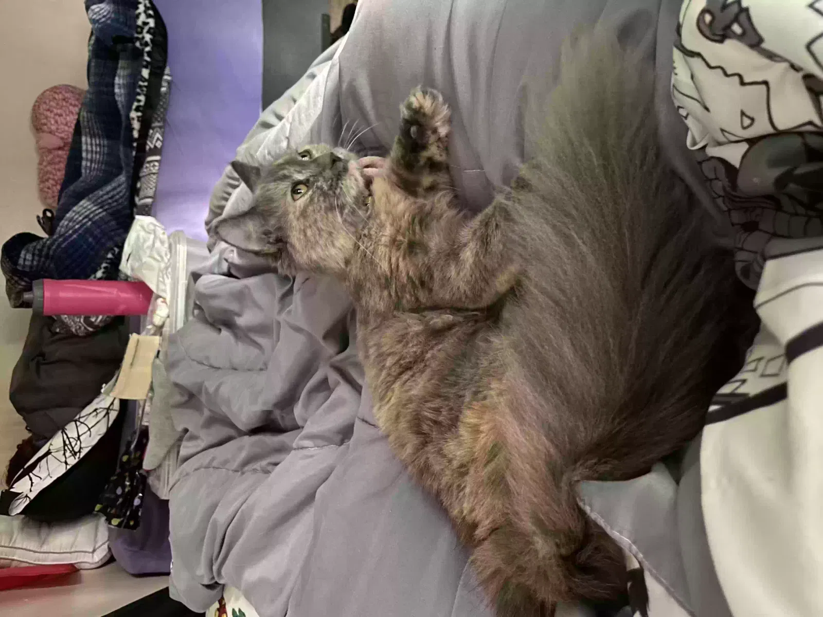 Lost cat in Rochester, MI, 48307