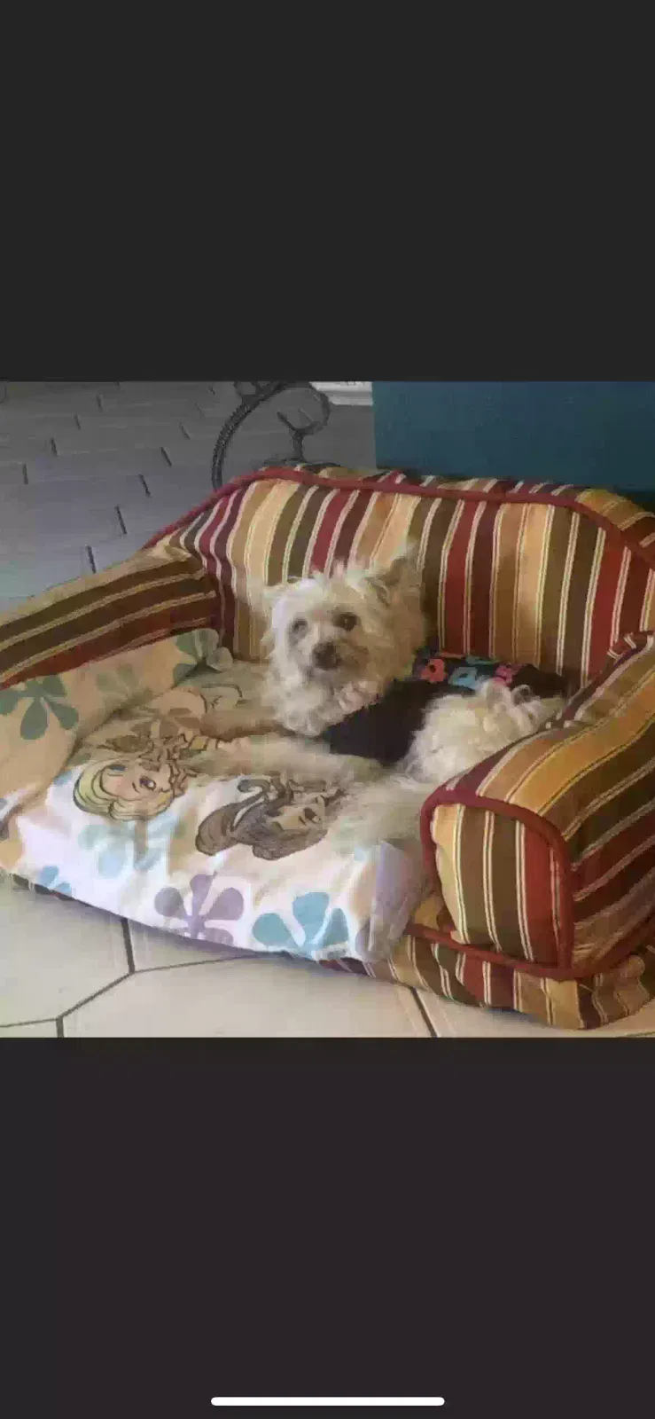 Lost dog in Opa Locka, FL, 33055