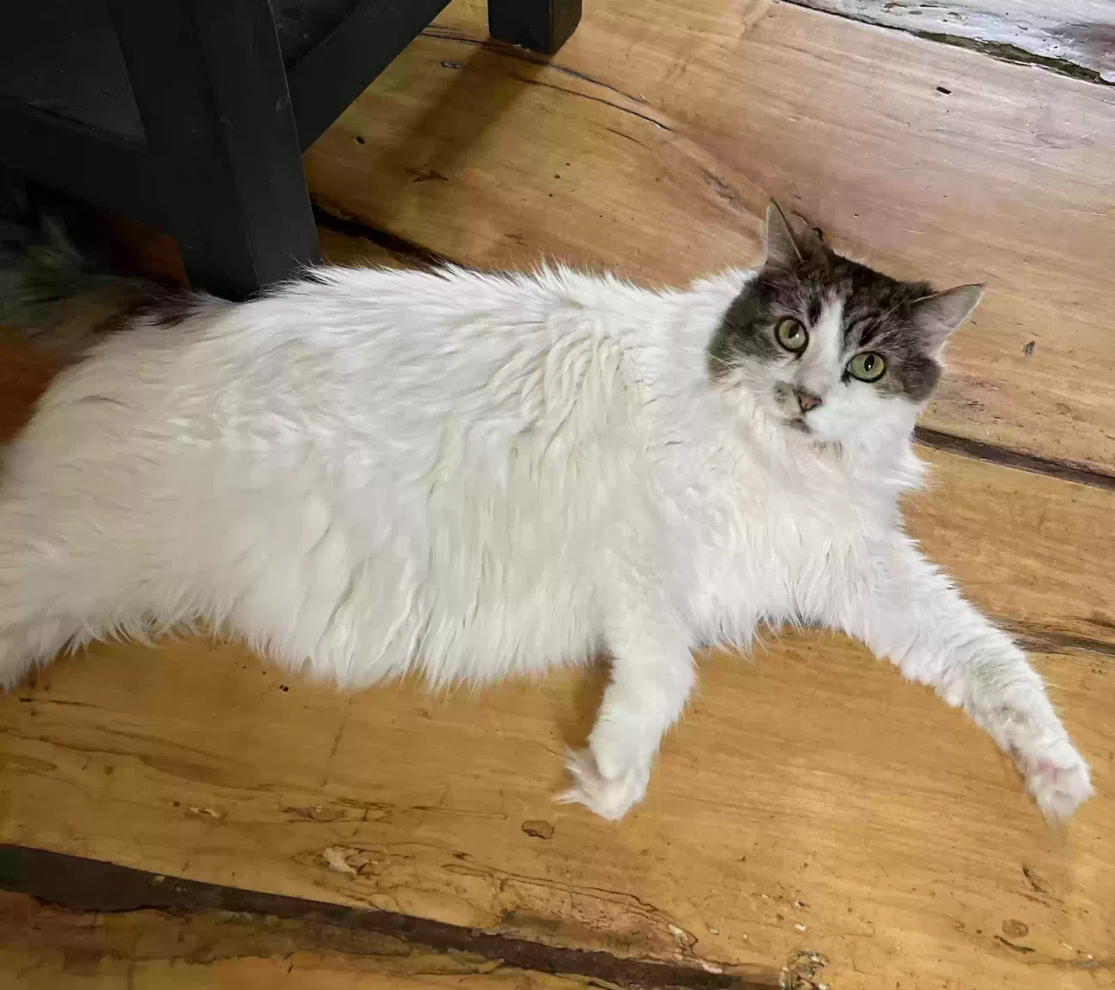 Lost cat in Long Valley, NJ, 7853