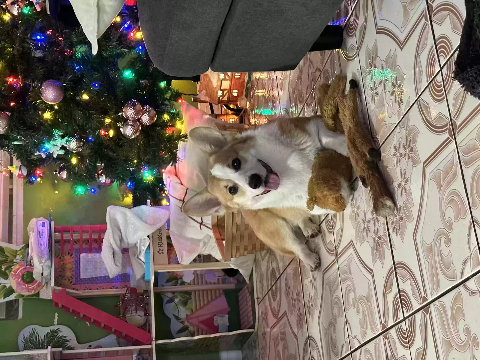 Lost dog in Hawthorne, CA, 90250