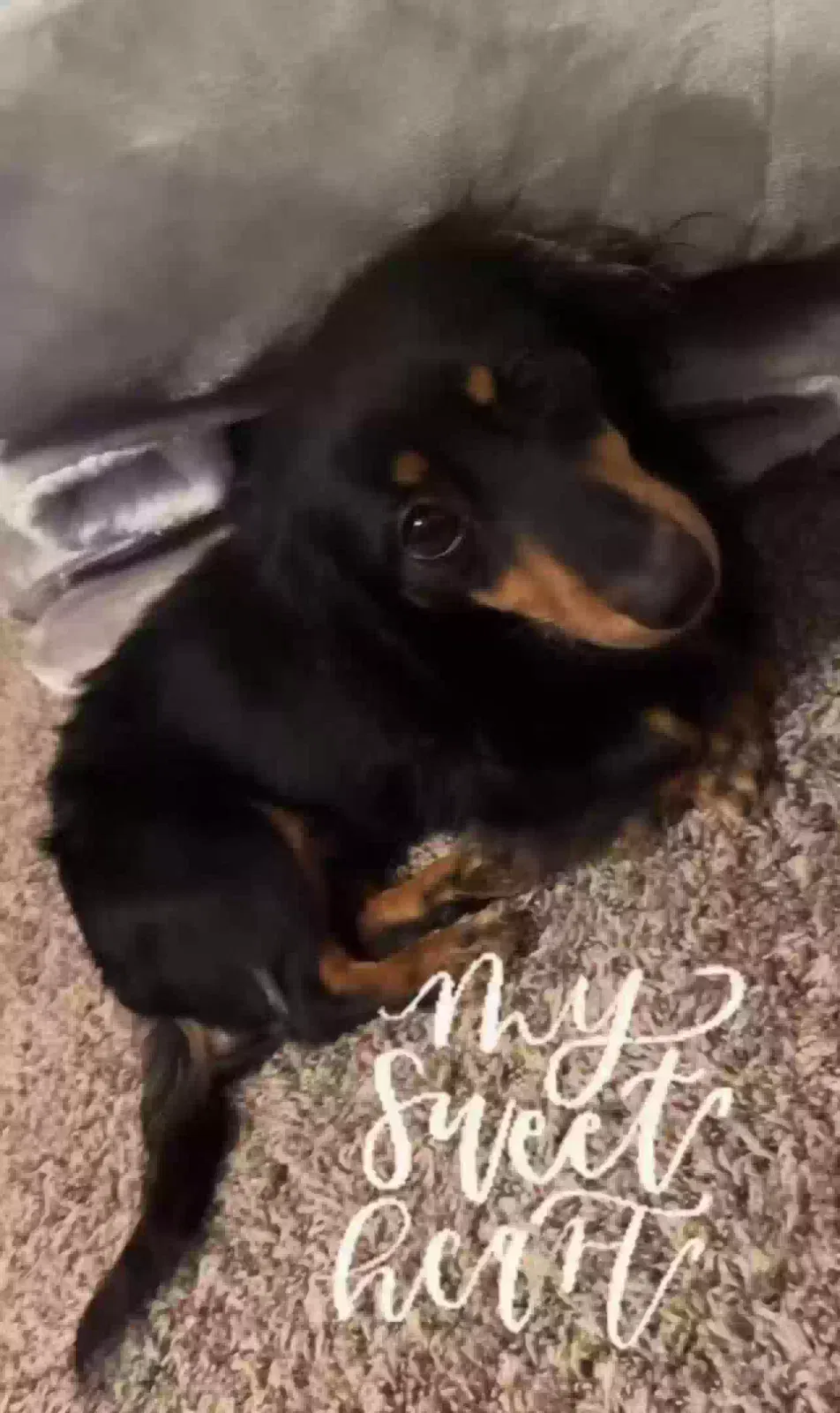 Lost dog in Jackson, MS, 39206