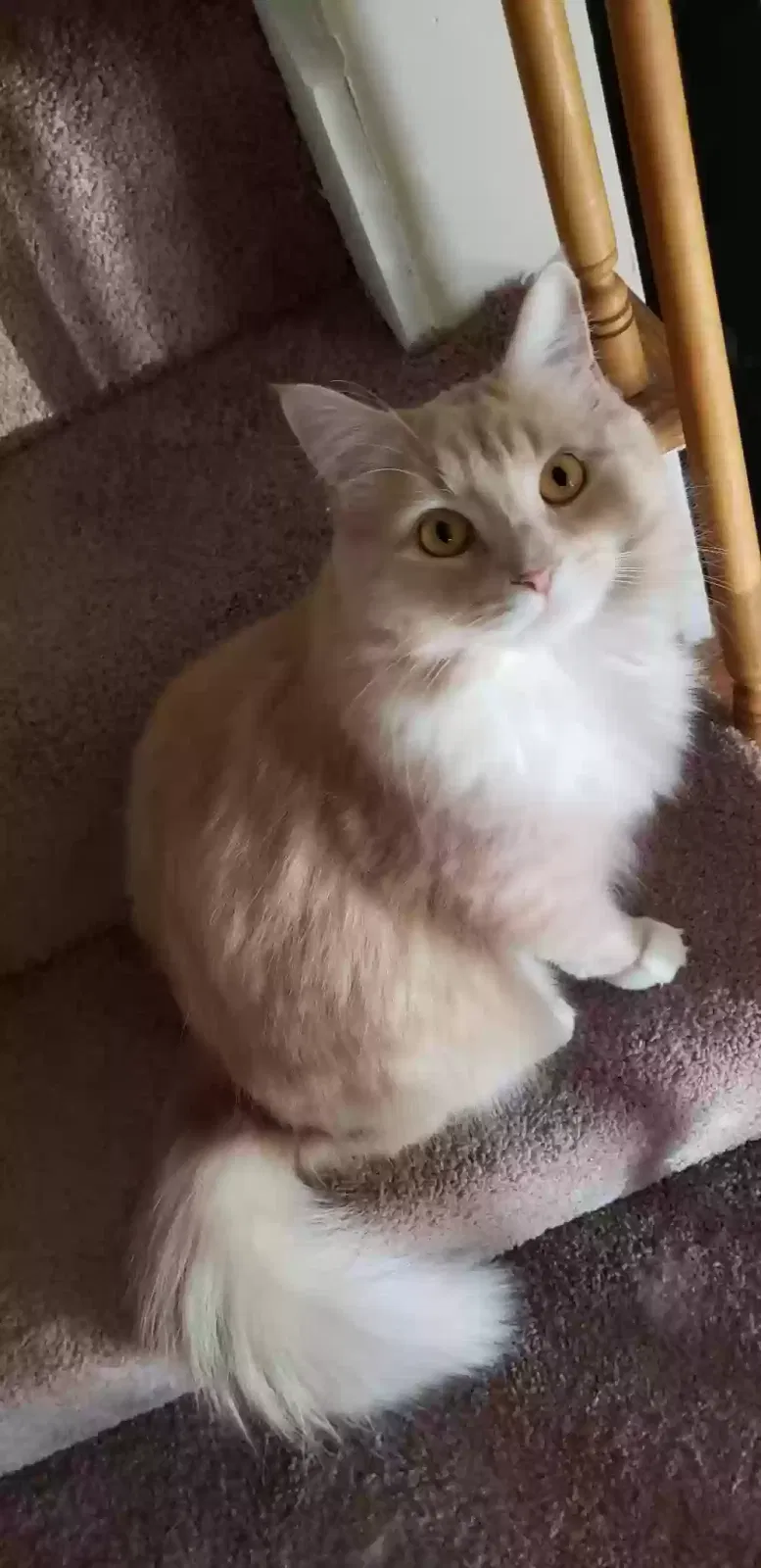 Lost cat in Wilmington, NC, 28411