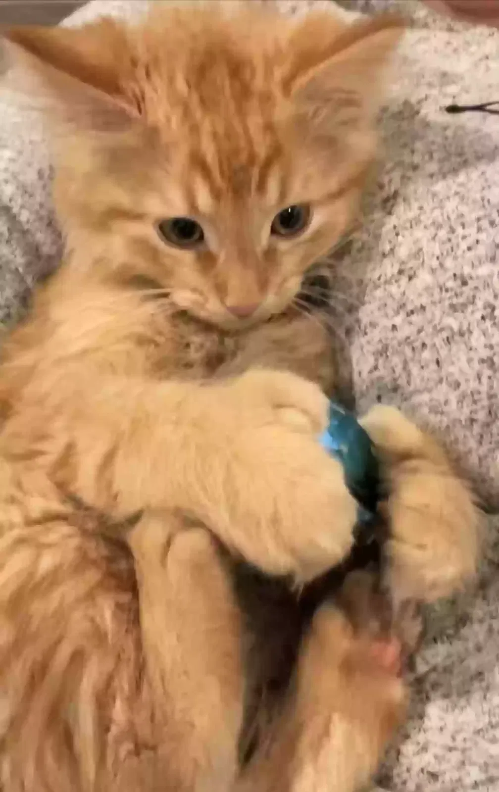 Lost cat in Brush Prairie, WA, 98606