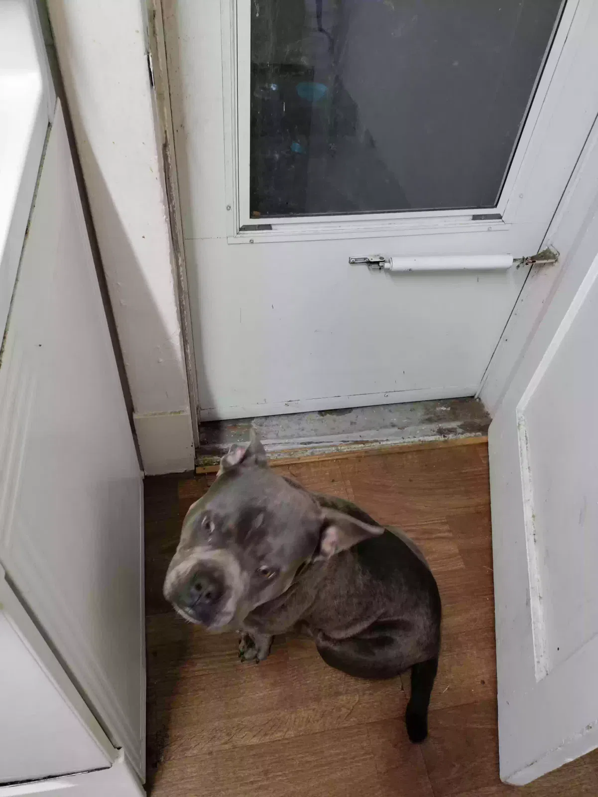 Lost dog in Pelham, NC, 27311