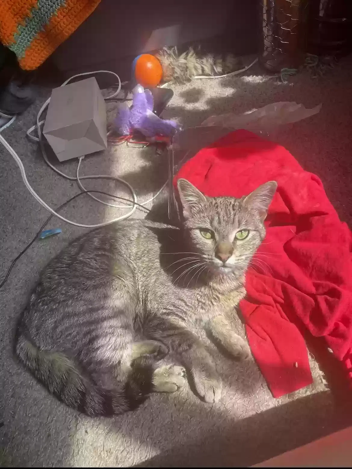 Lost cat in Madison, WI, 53703