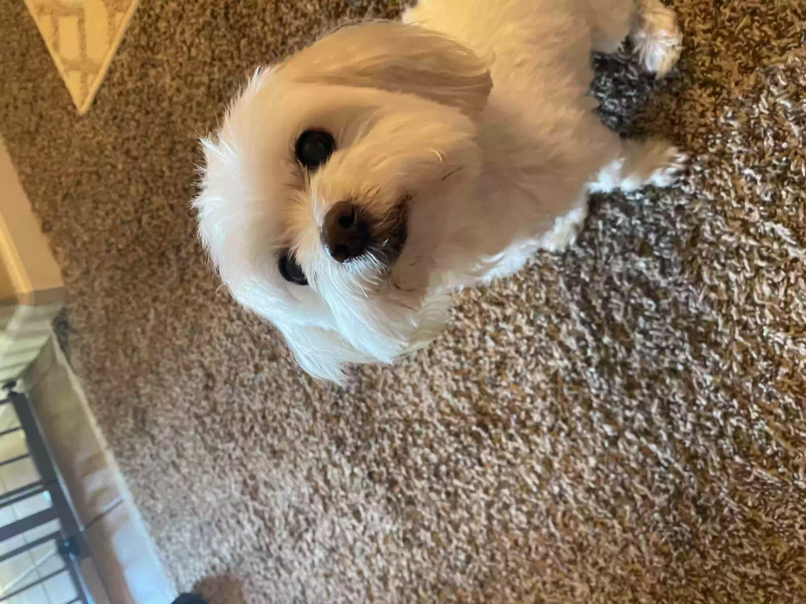 Lost dog in Whitesburg, GA, 30185