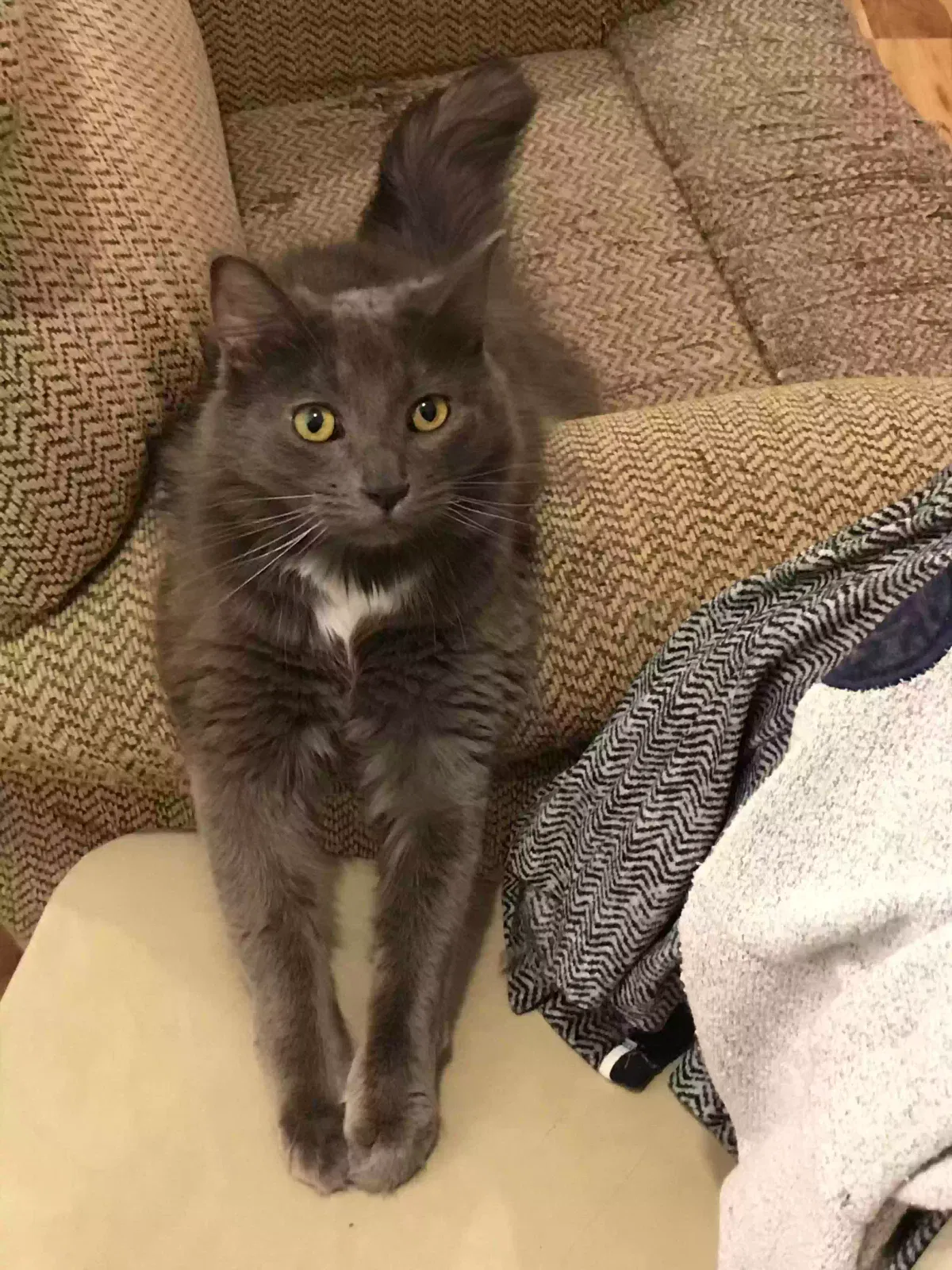 Lost cat in Westerville, OH, 43081