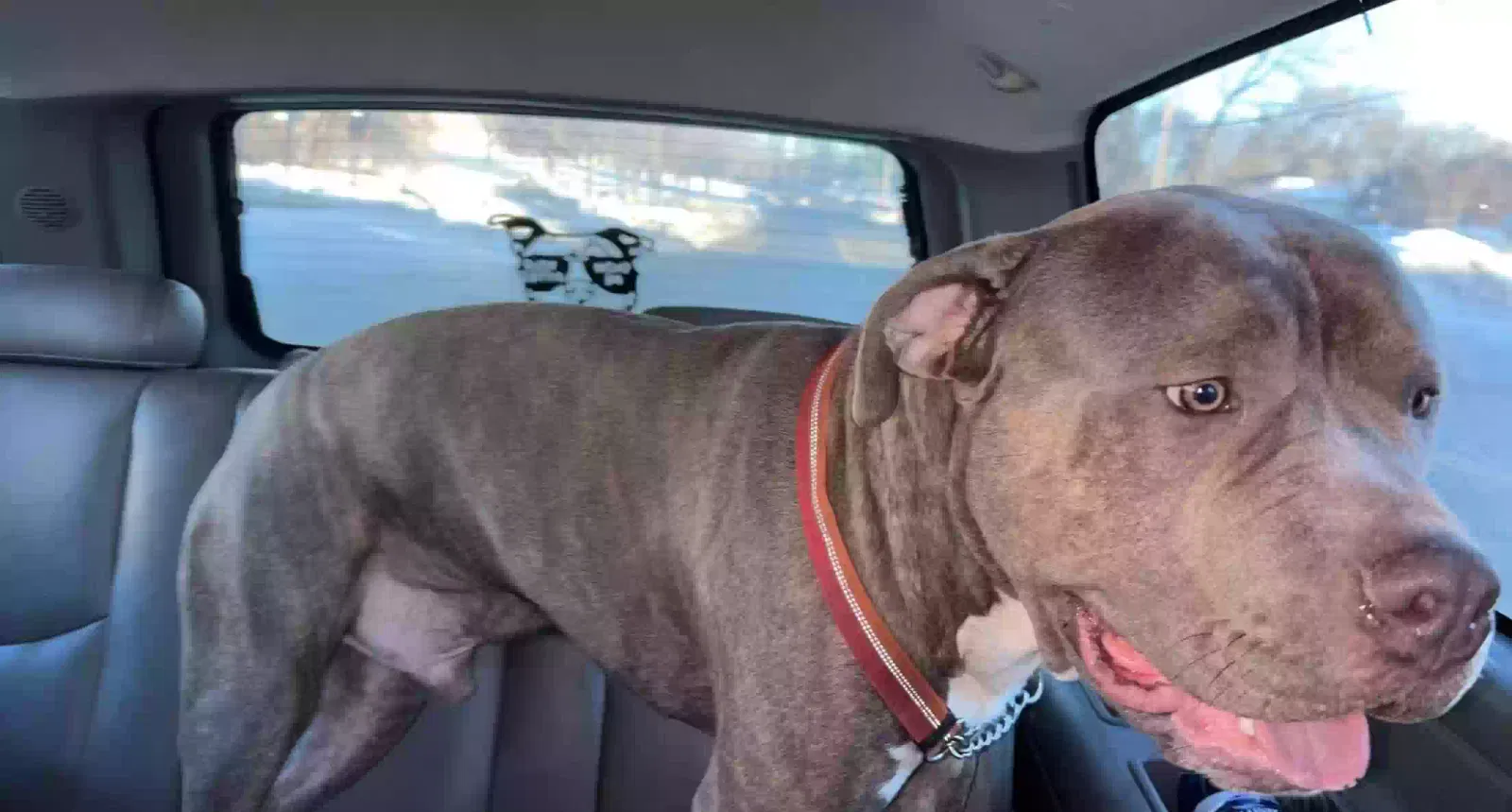 Lost dog in Minneapolis, MN, 55404