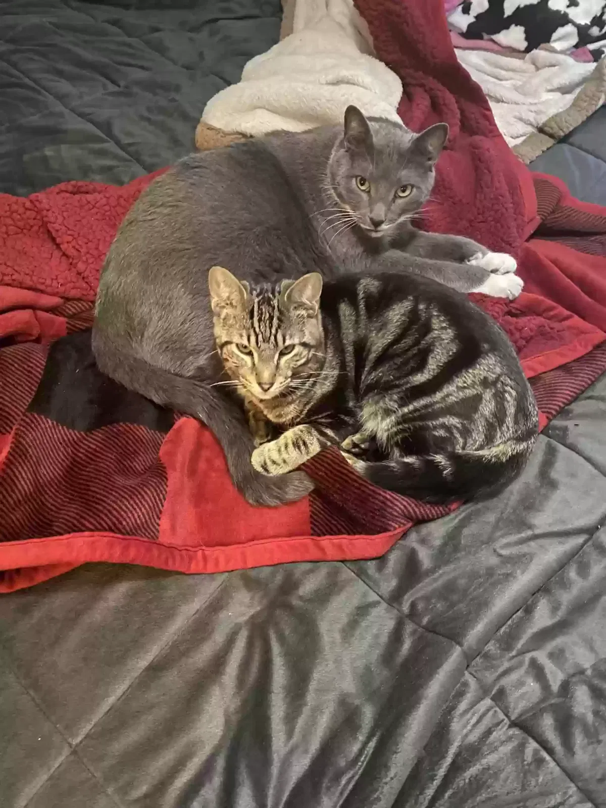 Lost cat in Murfreesboro, TN, 37128