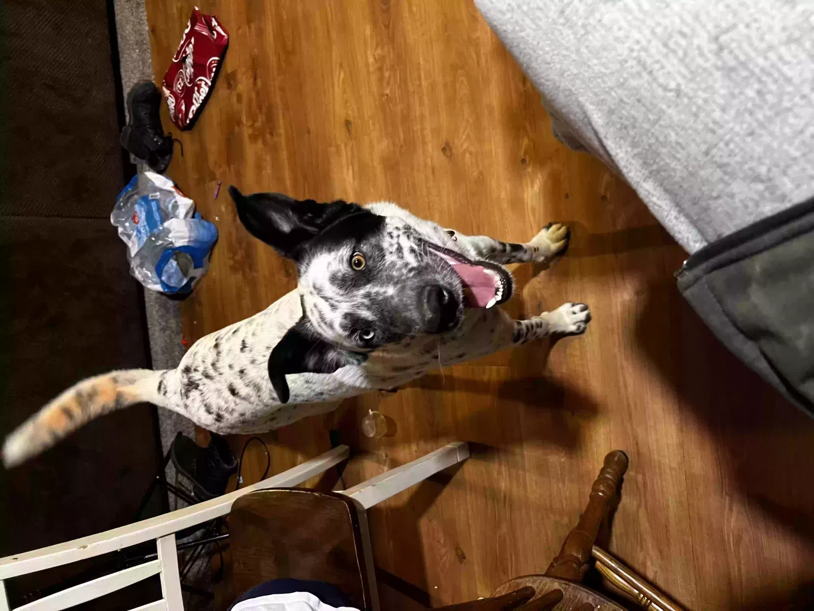 Lost dog in Hesperia, CA, 92344