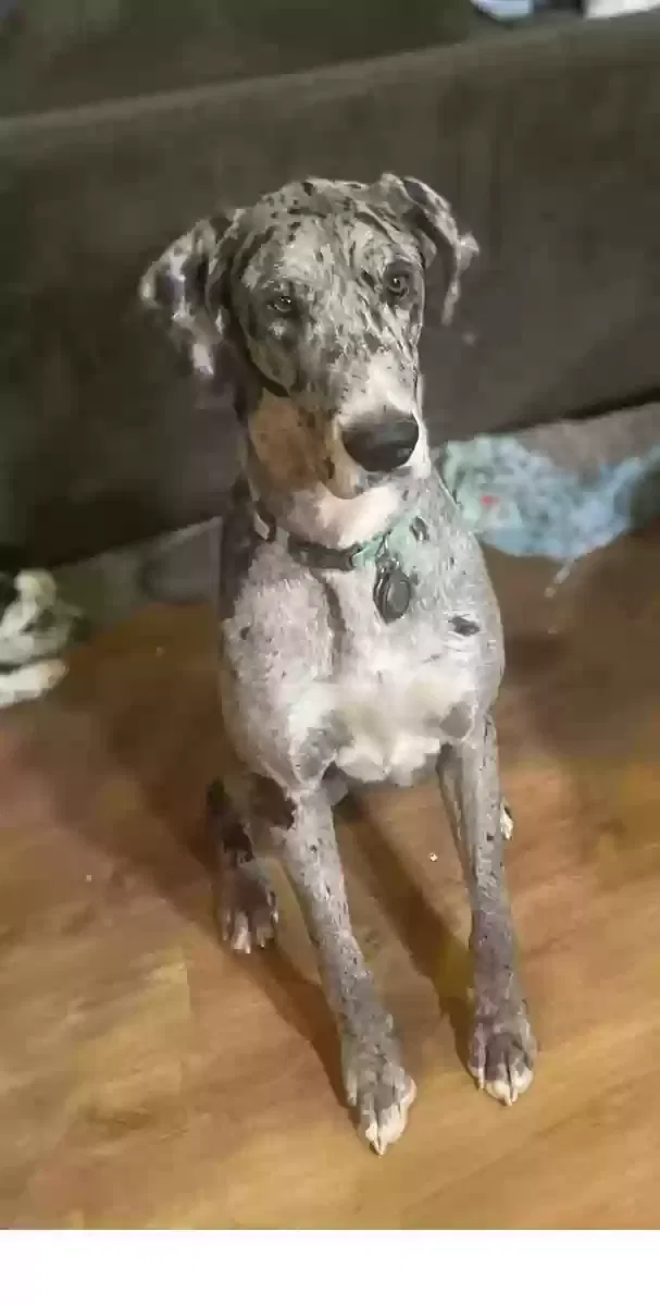Lost dog in Hesperia, CA, 92344