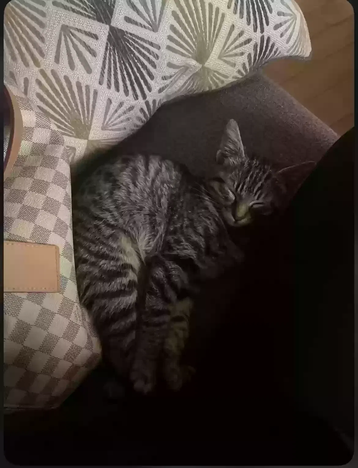 Lost cat in Bakersfield, CA, 93307